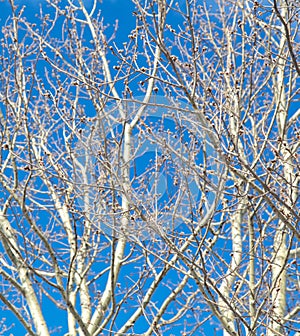 Bare branches on an aspen against a blue sky.