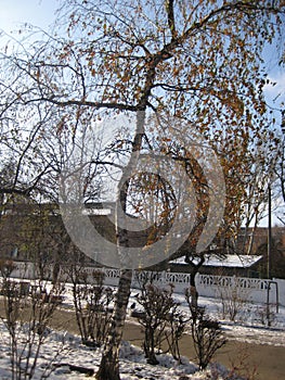 bare branches of a birch tree against the blue sky