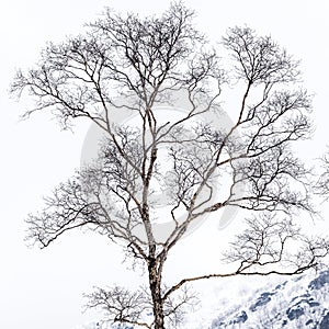 Bare branches of birch tree in cold winter