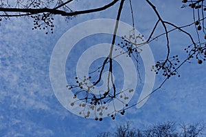 Bare Branches with Buds against a Moody Blue Sky