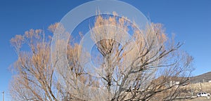 Bare branches of cottonwood trees along the Yampa River