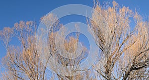 Bare branches of cottonwood trees along the Yampa River