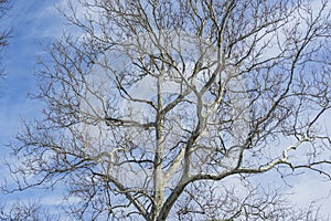 Bare branches of a dark tree against a blue sky