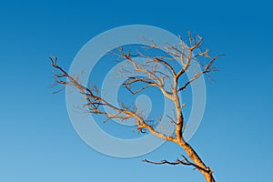 Bare branches of a dead tree against the blue sky