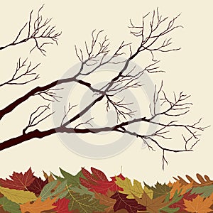 Bare Branches with Fallen Leaves