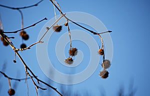 Bare branches with fruits of Platanus Ã— Acerifolia.