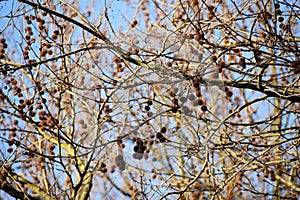 Bare branches with fruits of Platanus Ã— Acerifolia.