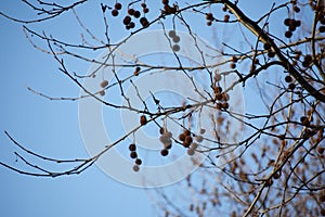 Bare branches with fruits of Platanus Ã— Acerifolia.