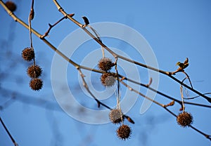 Bare branches with fruits of Platanus Ã— Acerifolia.