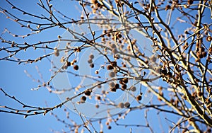 Bare branches with fruits of Platanus Ã— Acerifolia.