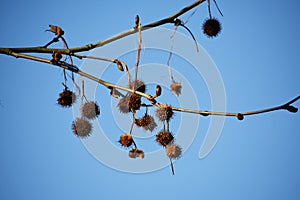 Bare branches with fruits of Platanus Ã— Acerifolia.