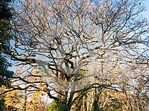 Bare branches oak autumn no people many branches brown no leaves