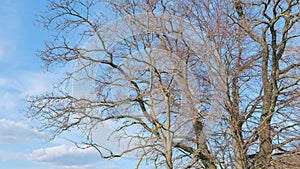 Bare branches oak tree in a spring. Gnarled old tree branches against blue sky with clouds at sunset. Tilt up.