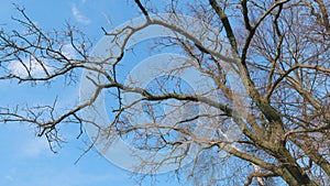 Bare branches oak tree in a spring. Gnarled old tree branches against blue sky with clouds at sunset. Wide shot.