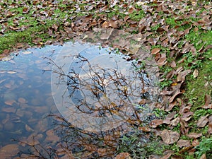 Bare branches reflecting in pond