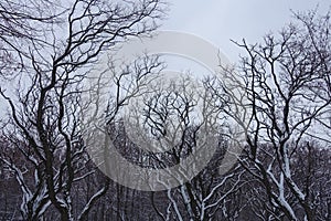 Bare branches of Robinia pseudoacacia covered with snow