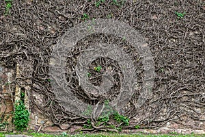 Bare branches and roots of a giant creeper