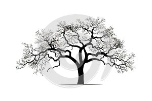 Bare branches of sessile oak tree against sky silhouette. Vector illustration desing