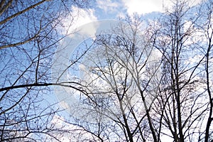 Bare branches of several trees, bushes against a blue sky with white clouds, close-up