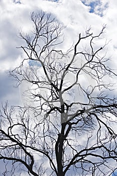 Bare branches, stormy sky