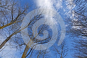 Bare branches of a tree against a blue sky with clouds