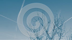 Bare branches of a tree against a blue sky, with streaks of contrails from airplanes.