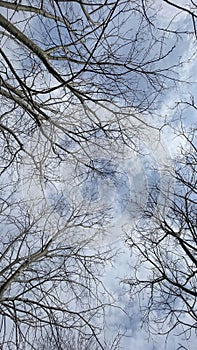 Bare branches of a tree against the blue sky in winter.