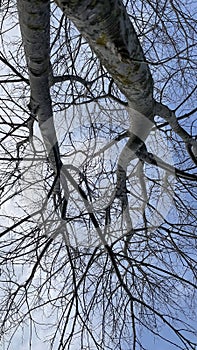 Bare branches of a tree against the blue sky in winter.