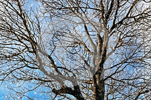 Snow falling on the bare branches of a tree against a blue sky.