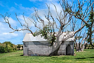 Bare branches tree and barn at Highfield Historic site in Stanley, Tasmania, Australia