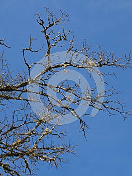 Bare branches of a tree and a blue sky