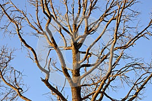 Bare branches of a tree. Branches without leaves against the blue sky