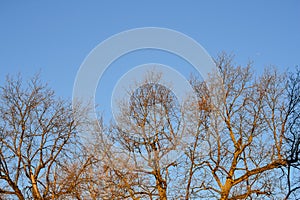 Bare branches of a tree. Branches without leaves against the blue sky