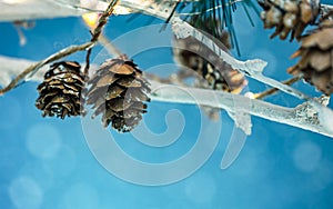 Bare branches of a tree decorated with christmas garland lights and pine cones against blue blurry background. macro view