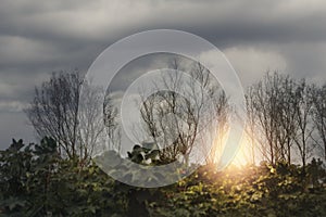 Bare branches of the tree in nature.