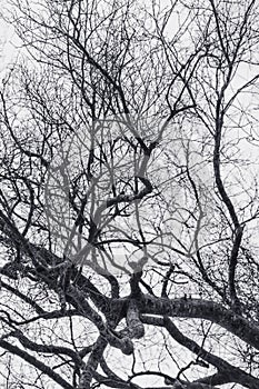 Bare branches of the tree in nature.