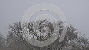 Bare branches of a tree with a red ribbon on them sway in the wind against the background of a cloudy sky and covering