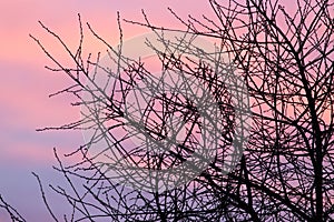 Bare branches of a tree at sunset