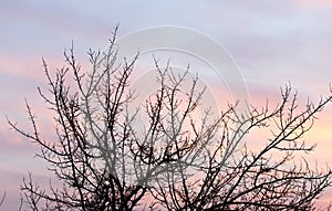 Bare branches of a tree at sunset