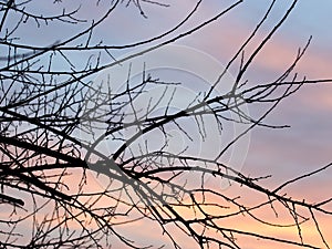 Bare branches of a tree at sunset