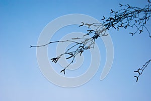 Bare branches of a tree with swollen buds against the blue clear sky. Spring