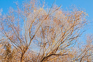 Bare branches and tree trunks against the blue sky