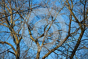 Bare branches and tree trunks against a blue sky
