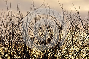 Bare branches of a tree in winter at dawn.