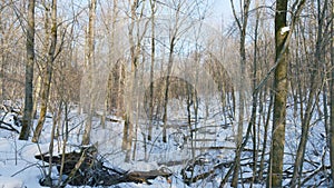 Bare branches of trees against a blue sky. Sadness decline decay emotion cold concept.