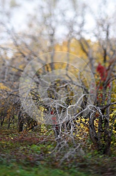 The bare branches of trees in autumn park