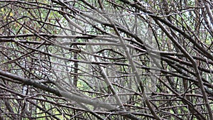 The bare branches of the trees before cold weather