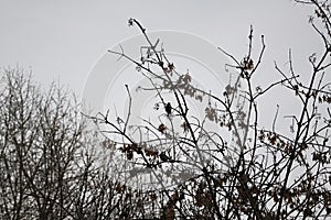 Late autumn tree branches without leaves. photo