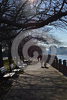 Bare branches of trees in sunny day in Hudson River Greenway