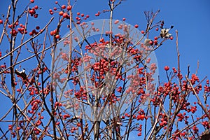 Bare branches of whitebeam with red berries against the sky